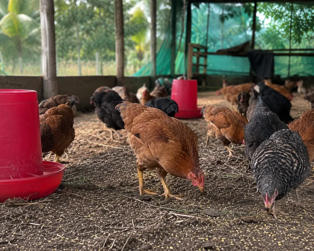 Free-ranging desi chicken flock under a farm shelter near Kunigal, Karnataka